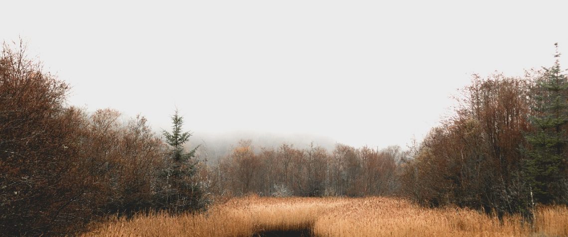 Tiny Bogs Ideas | //changingbankstatements.com/